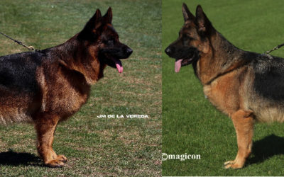 Roma Du Val d’Anzin X Ronaldo Du Val d’Anzin