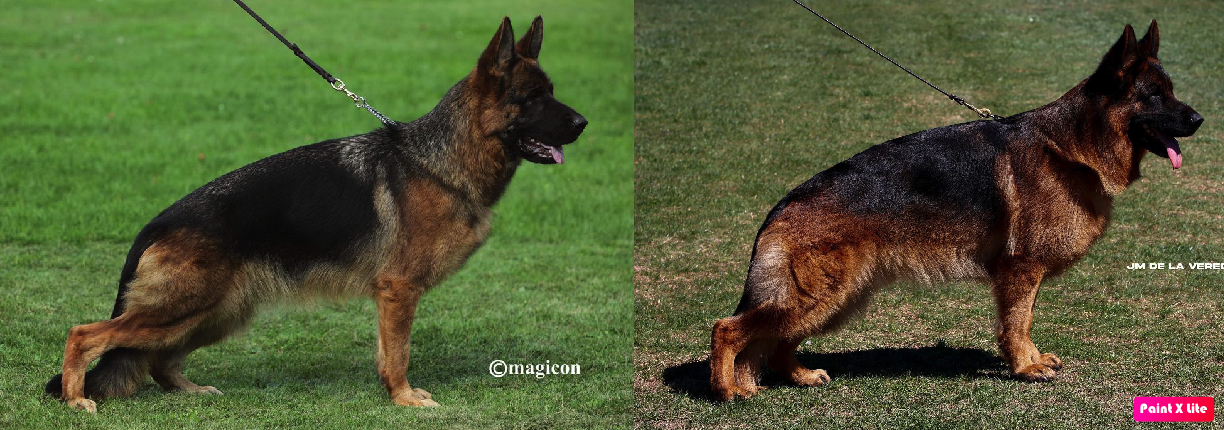 Prada du val d’anzin X Ronaldo du val d’anzin