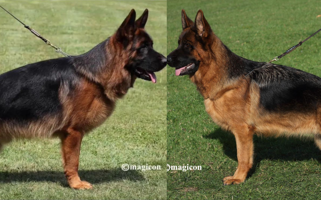 Vinie du Val D&rsquo;Anzin X Re Della Valcuvia