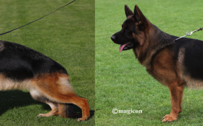 Shakira Du Val d’Alsace X Wacron Del Rione Antico