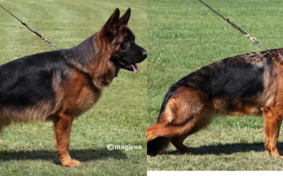 Risette du val d&rsquo;Anzin X Ulisses du chemin d&rsquo;eden