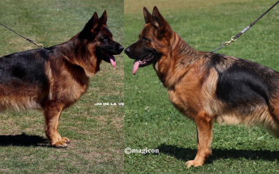 Tiha Du Val D&rsquo;anzin X Ronaldo Du Val D&rsquo;anzin