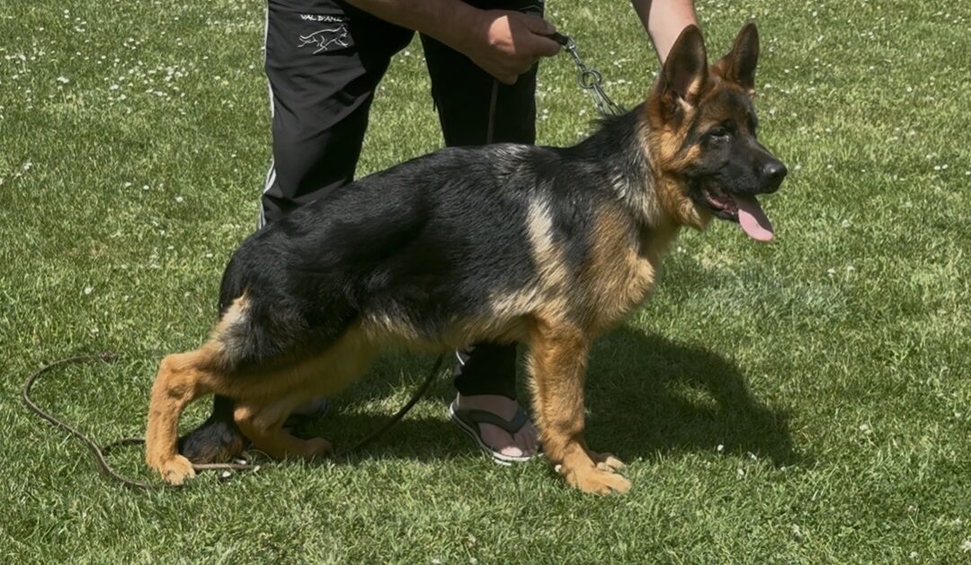 Buck Du Val D&rsquo;anzin