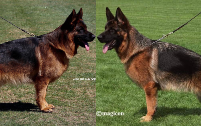 Phidjy du Val d&rsquo;Anzin X Ronaldo du val d&rsquo;Anzin