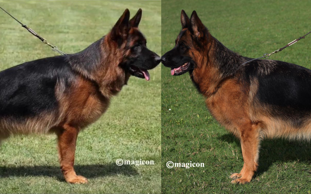 USA Du Val D&rsquo;anzin X Re Della Valcuvia