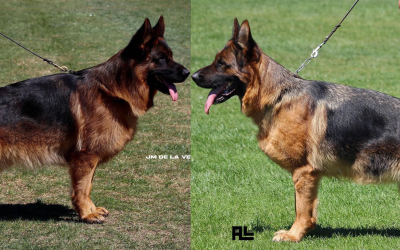 Rumba du val d&rsquo;Anzin X Ronaldo du val d&rsquo;Anzin