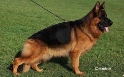 Ulisses