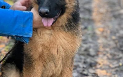 Risette Du Val D’anzin X Ronaldo Du Val D’Anzin