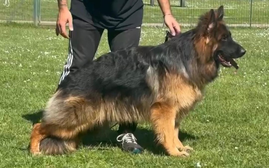 Risette Du Val D’anzin X Ronaldo Du Val D’Anzin